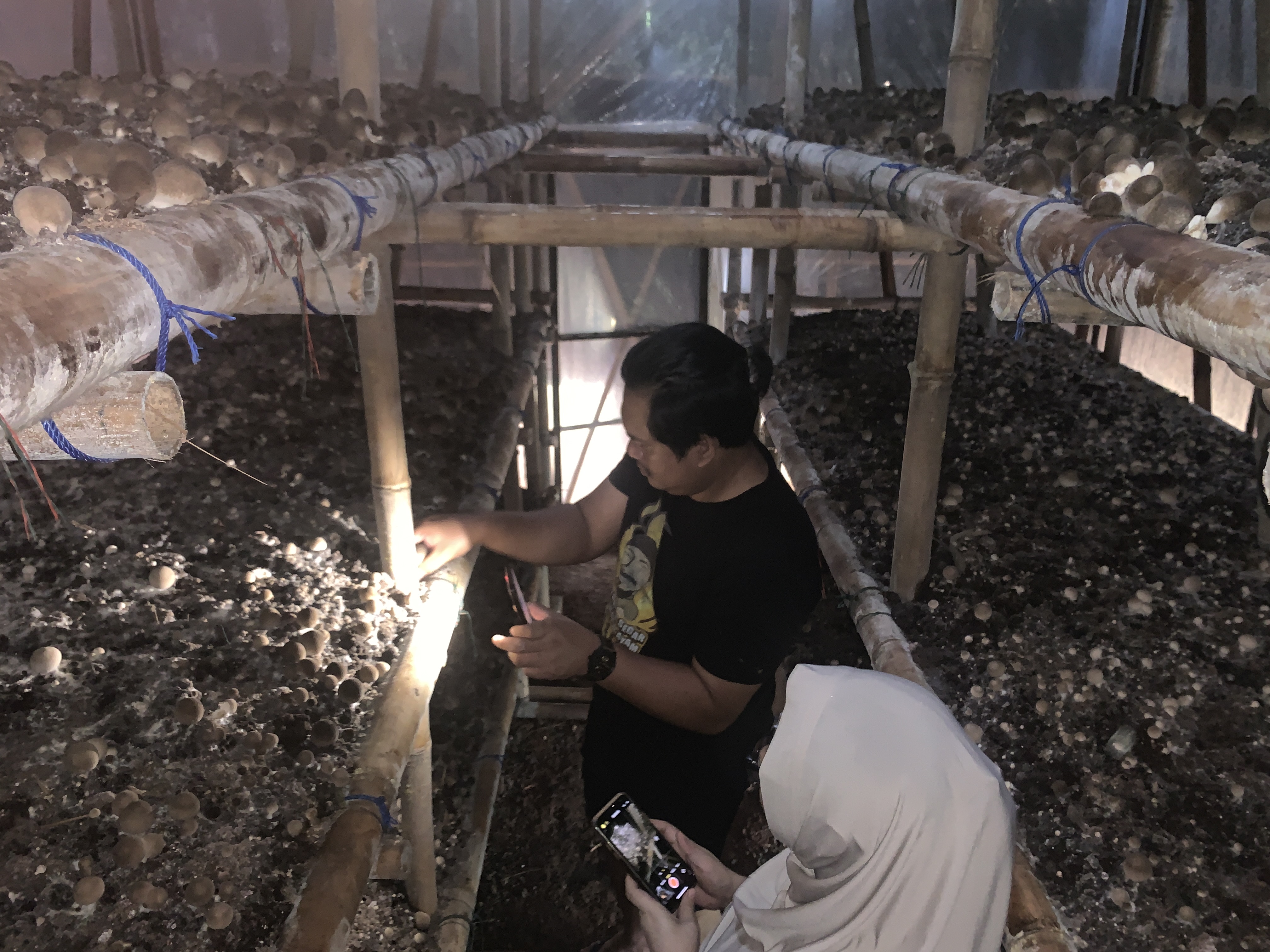 Jamur Merang Segar Pilihan